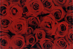 MALICE-MIZER-Scans-Discography-2000.08.23-薔薇の聖堂-Jewel-Case-Version-Album-MMCD-013-04-Reverse-of-Back