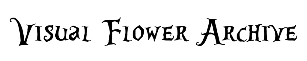 Cantavanda's Website
